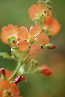 Dainty: Globemallow