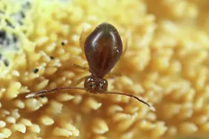 Fusca: Globular Springtail