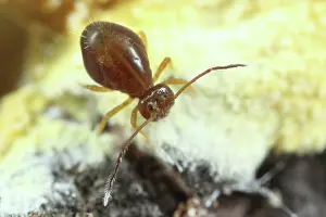 Fusca: Globular Springtail