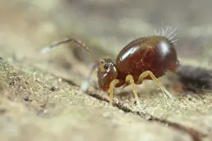 Fusca: Globular Springtail