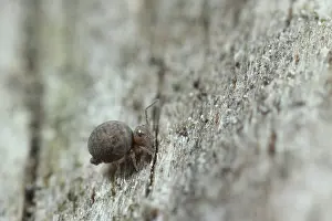 Gelderland: Globular Springtail