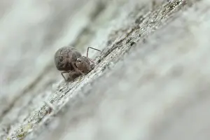 Gelderland: Globular Springtail