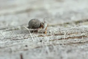 Gelderland: Globular Springtail