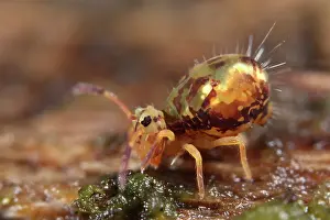 Globular: Globular Springtail