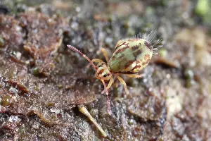Globular: Globular Springtail