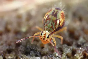 Globular: Globular Springtail