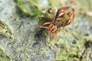 Globular: Globular Springtail