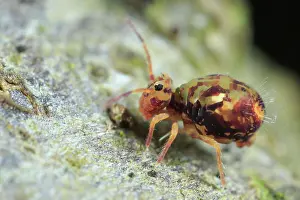 Globular: Globular Springtail