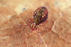 Globular: Globular Springtail