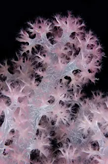 Spiny: Glomerate Tree Coral