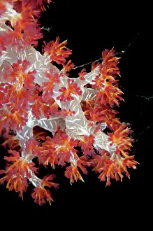 Jetty: Glomerate Tree Coral - during night dive