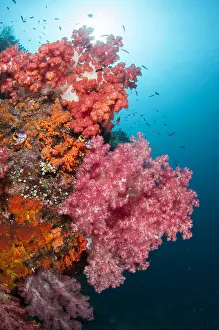 Misool: Glomerate Tree Coral - with sun in background