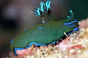 Gill: Gloomy Nudibranch