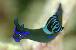 Tambja: Gloomy Nudibranch Wainilu dive site, Rinca Island