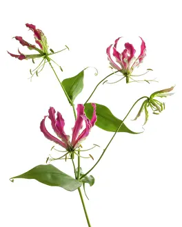 Superba: Gloriosa lily