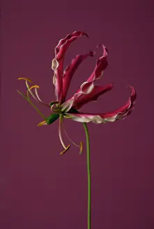 Superba: Gloriosa lily