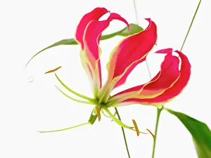 Superba: Gloriosa lily