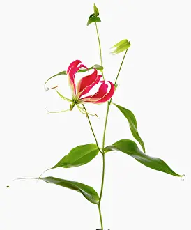 Superba: Gloriosa lily
