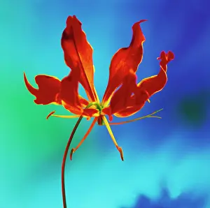 Gloriosa: Gloriosa Lily