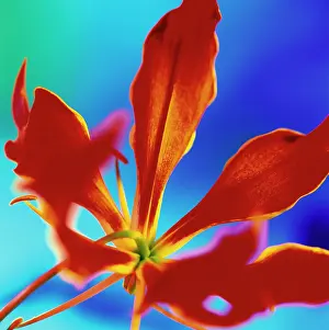 Gloriosa: Gloriosa Lily