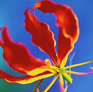 Gloriosa: Gloriosa Lily