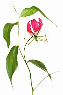 Superba: Gloriosa lily