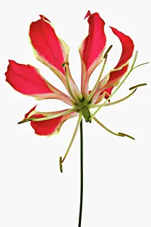 Superba: Gloriosa lily
