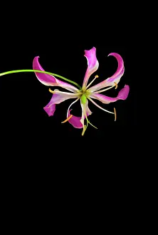 Superba: Gloriosa lily