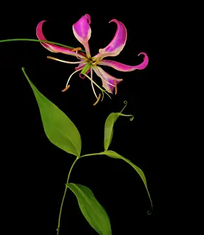 Superba: Gloriosa lily