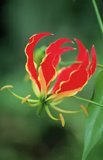 Gloriosa: Gloriosalily