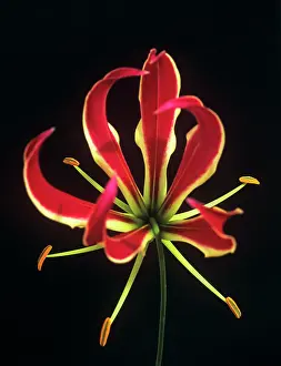 Superba: Gloriosalily