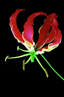Superba: Gloriosalily