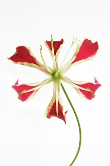 Gloriosa: Gloriosalily