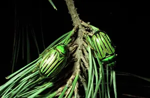 Gloriosa: Glorious Beetle