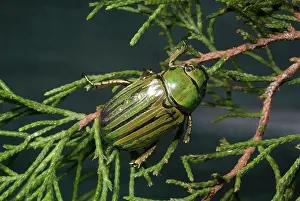 Glorious: Glorious Beetle (Chrysina gloriosa)