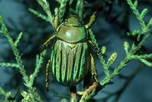 Glorious: Glorious Scarab Beetle