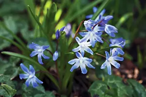 Chionodoxa: Glory-of-the-snow