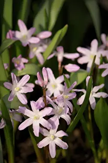 Chionodoxa: Glory-of-the-snow