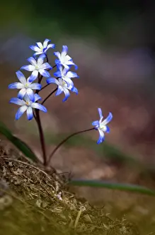Chionodoxa: Glory-of-the-snow