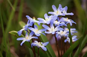 Chionodoxa: Glory-of-the-snow