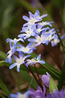 Chionodoxa: Glory-of-the-snow
