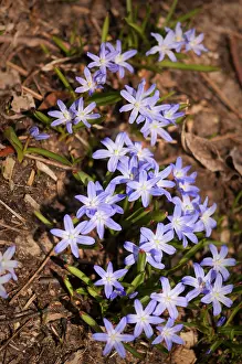 Chionodoxa: Glory-of-the-snow