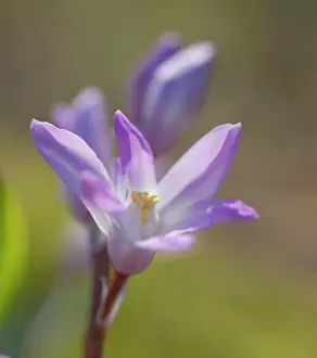 Chionodoxa: Glory-of-the-snow