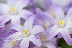 Mauve: Glory-of-the-snow, Chionodoxa cultivar, Mauve subject