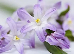 Mauve: Glory-of-the-snow, Chionodoxa cultivar, Mauve subject
