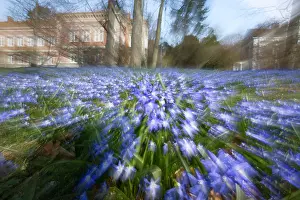 Chionodoxa: Glory of the Snow