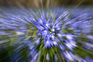 Chionodoxa: Glory of the Snow