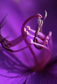 Granulosa: Glory tree
