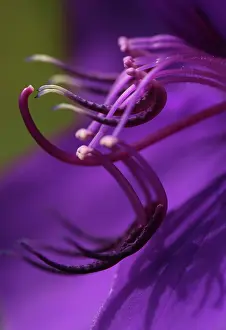 Granulosa: Glory tree