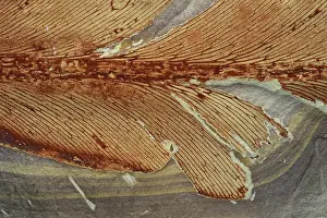 Permian: Glossopterid Fossil